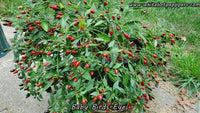 Bird's Eye Baby - Pepper Seeds - White Hot Peppers